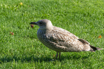 Möwe auf dem Rasen
