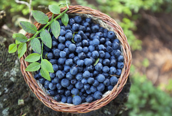 bio blueberry