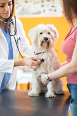 Veterinarian checking up sick white dog with stethoscope