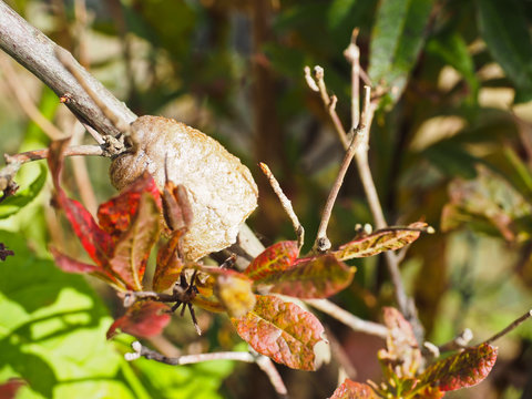カマキリの卵