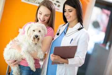 Girl with her Maltese dog and veterinarian at vet ambulant