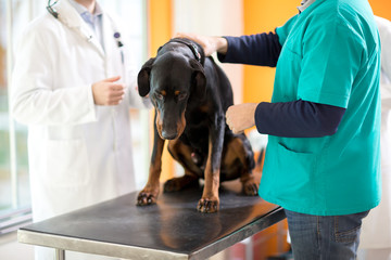 Great Dane on cancer examination in vet clinic