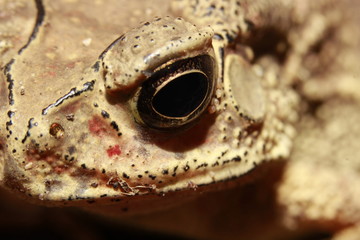 Frog 's eye