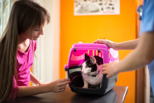 Scared Cat With Owner In Vet Ambulant