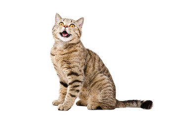 Fototapeta premium Portrait of a cute funny cat Scottish Straight 