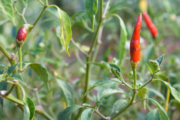 chilli  on tree
