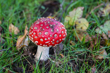 Toadstool