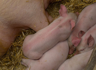 Piglets