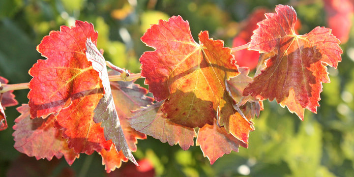 Feuilles au soleil