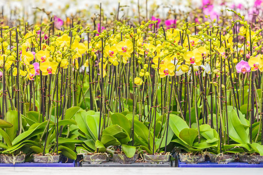 Rows of colorful orchids