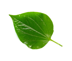 Fototapeta na wymiar Green leaf, Fresh wild betel Leaf bush or piper sarmentosum roxb