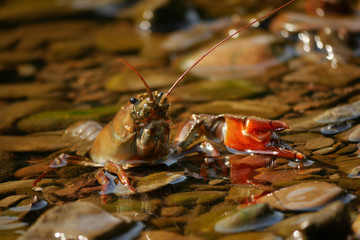 Amerikanischer Signalkrebs