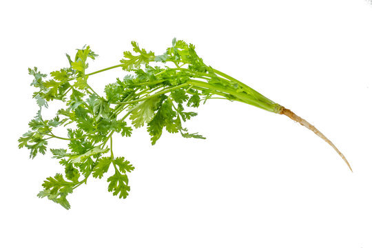 生のパクチー(コリアンダーの葉) Spice leaf of the coriander