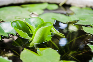 aquatic plant