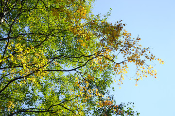 Birch in the late summer.