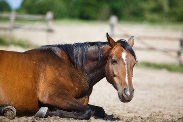 Fototapete bei efototapeten.de bestellen   