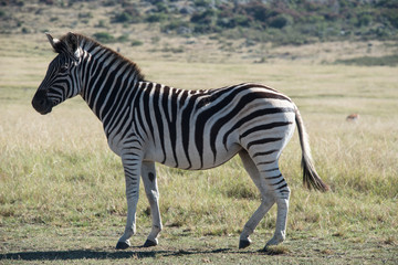Naklejka premium A side view of a a zebra in a game reserve in South Africa