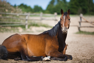 Fototapete bei efototapeten.de bestellen   