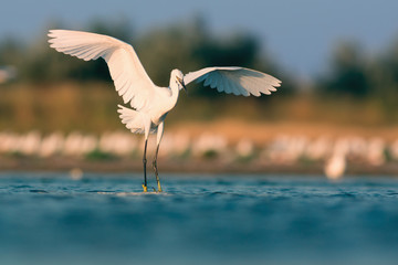 Little Egret Landing