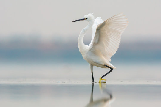 Little egret, wings outstretched