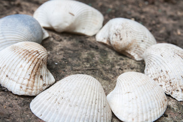 shells