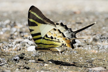 Butterfly OLYMPUS DIGITAL CAMERA