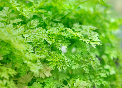 feuillage de cerfeuil dans jardin 
