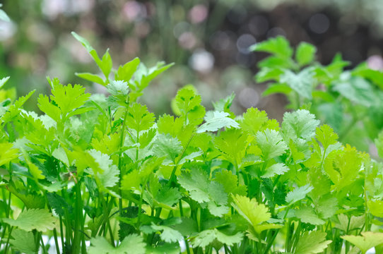 feuillage de cerfeuil dans jardin 