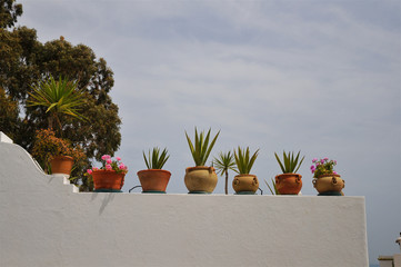 Photography of flowerpots on a wall in a sunny day