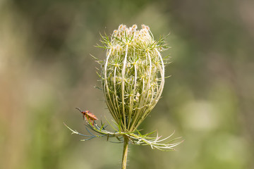 Red beetle on a field thistle.