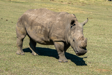 Obraz premium A close up of a white rhino in a game reserve in South Africa