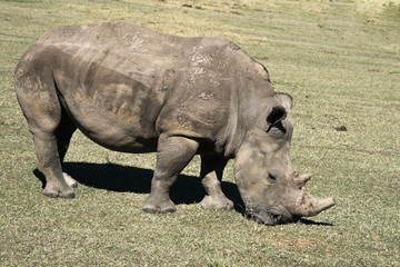 Fototapeta premium A close up of a white rhino in a game reserve in South Africa