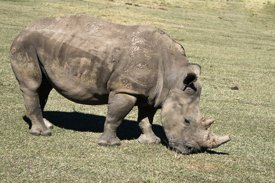 A close up of a white rhino in a game reserve in South Africa
