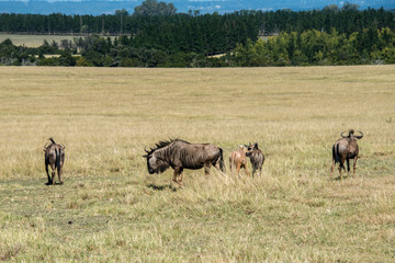 Blue wildebeest, or brindled gnu (Connochaetes taurinus) in a game reserve in South Africa