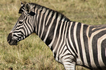 Fototapeta na wymiar Plains zebra (Equus quagga) in South Africa