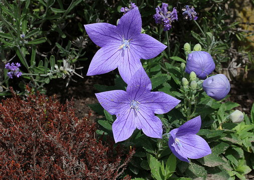 Ballonblume, Platycodon grandflorus