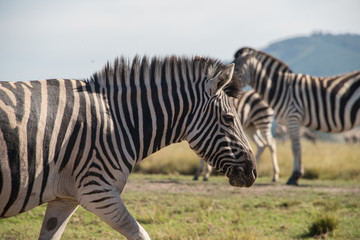 Zebra walking