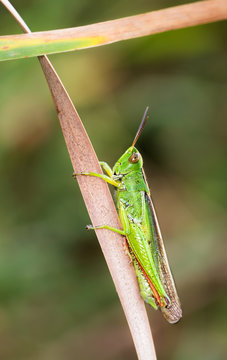 Green grasshopper photographed in their natural environment.