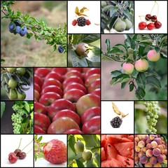 various  fruits