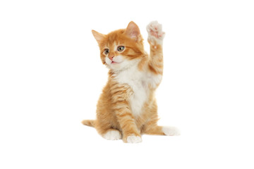 Obraz premium kitten looking