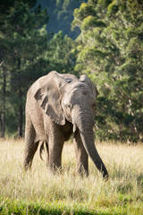 An elephant in a wildlife park in South Africa