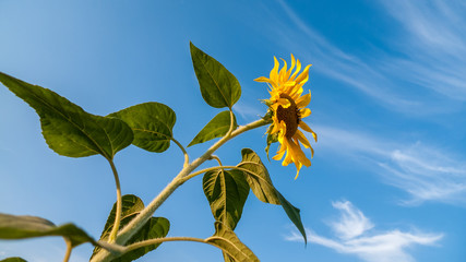 Sonnenblume