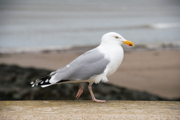 Herring Gull stading on a wall