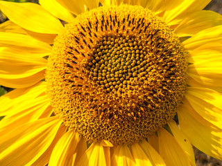 Naklejka premium Sonnenblume
