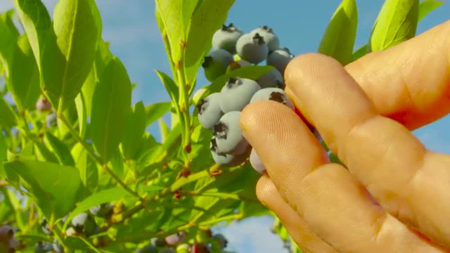 Picking blueberries 