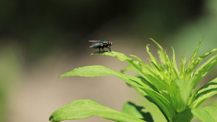 Зеленая муха 
