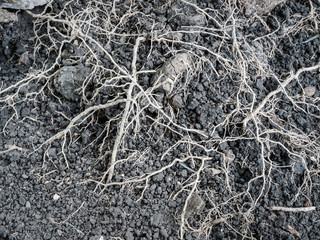 Roots and soil background