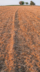 Obstbäume in der Abendsonne