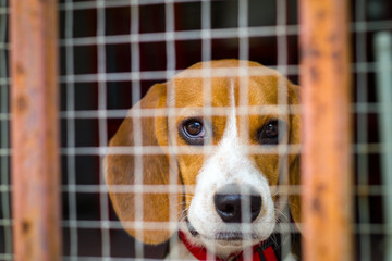 Beagle Dog behind the cage