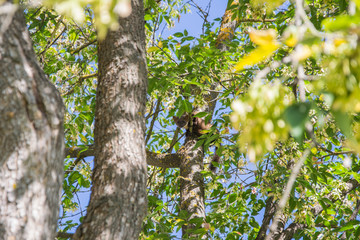 Fototapeta premium Forest marten among green leaves and branches of trees